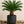 Load image into Gallery viewer, Palm Cycas King Sago
