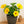 Load image into Gallery viewer, Hibiscus Sunny Yellow Bush Premium
