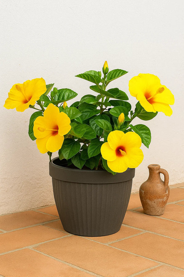 Hibiscus Sunny Yellow Bush Premium