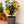 Load image into Gallery viewer, Hibiscus Orange Pride Tree Reg
