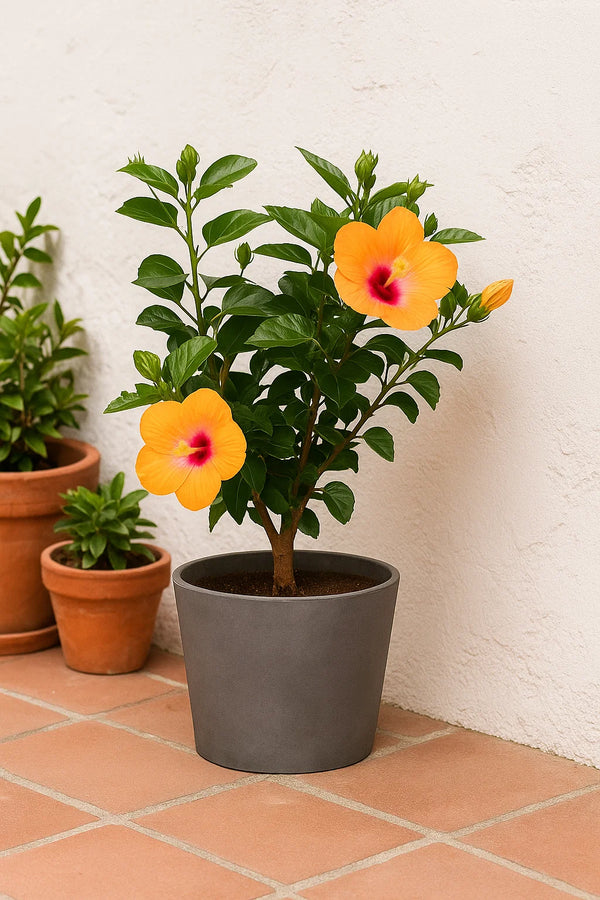Hibiscus Orange Pride Tree Reg