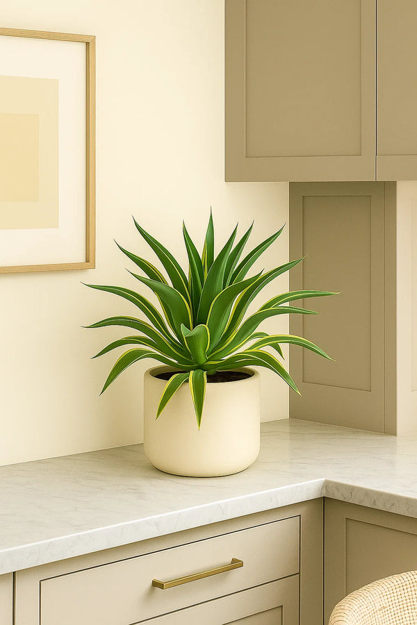 Agave Lurida Varigated