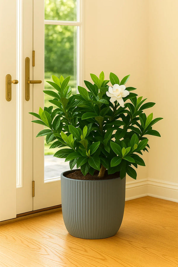 miami indoor plants Gardenia Miami Supreme Grafted – ShopTropicals