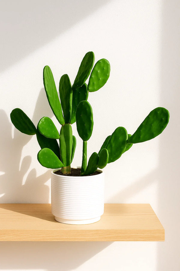 potted small prickly pear cactus Cactus Prickly Pear – ShopTropicals