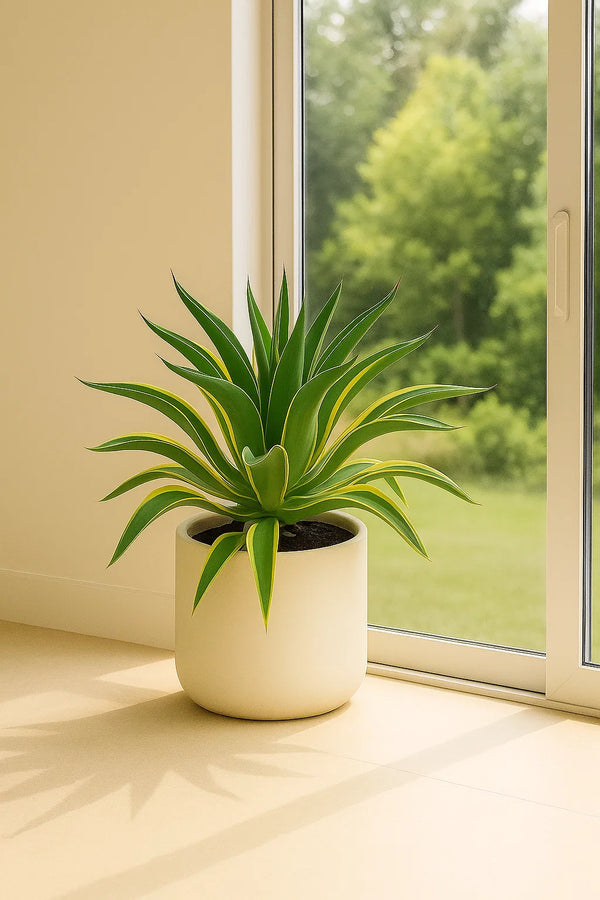 Agave Lurida Varigated