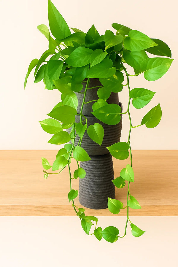 is pothos jade an indoor plant Pothos Jade – ShopTropicals