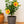 Load image into Gallery viewer, Hibiscus Orange Pride Tree Reg
