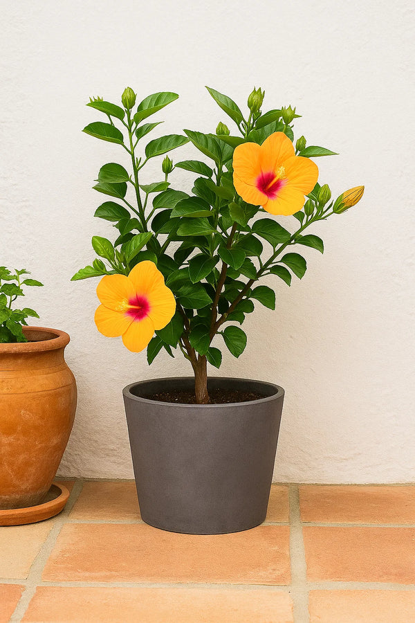 Hibiscus Orange Pride Tree Reg