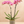 Load image into Gallery viewer, Orchid Phalaenopsis Pink
