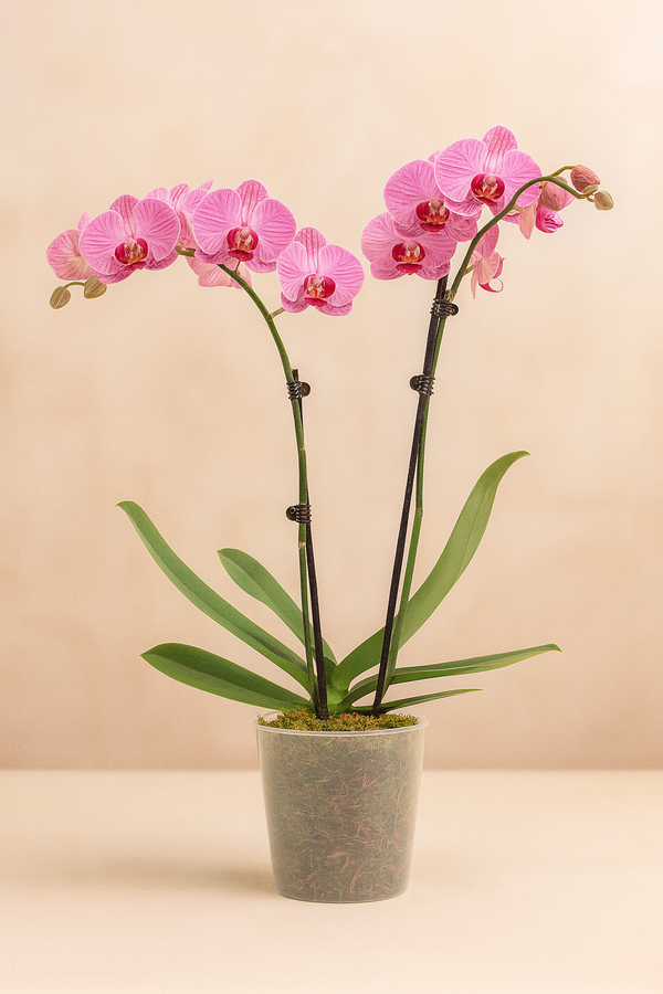 Orchid Phalaenopsis Pink