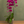 Load image into Gallery viewer, Orchid Phalaenopsis Purple
