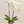 Load image into Gallery viewer, Orchid Phalaenopsis White
