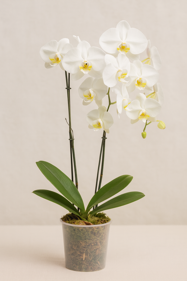 Orchid Phalaenopsis White