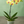 Load image into Gallery viewer, Orchid Phalaenopsis Yellow
