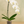 Load image into Gallery viewer, Orchid Phalaenopsis White
