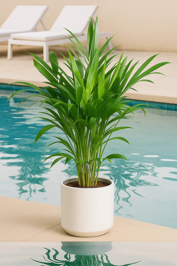 cat palm air purifier Palm Chamaedorea Cataractarum – ShopTropicals