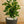 Load image into Gallery viewer, Schefflera Arboricola Gold Capella
