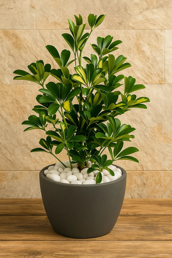 Schefflera Arboricola Gold Capella