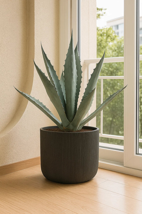 Agave Blue