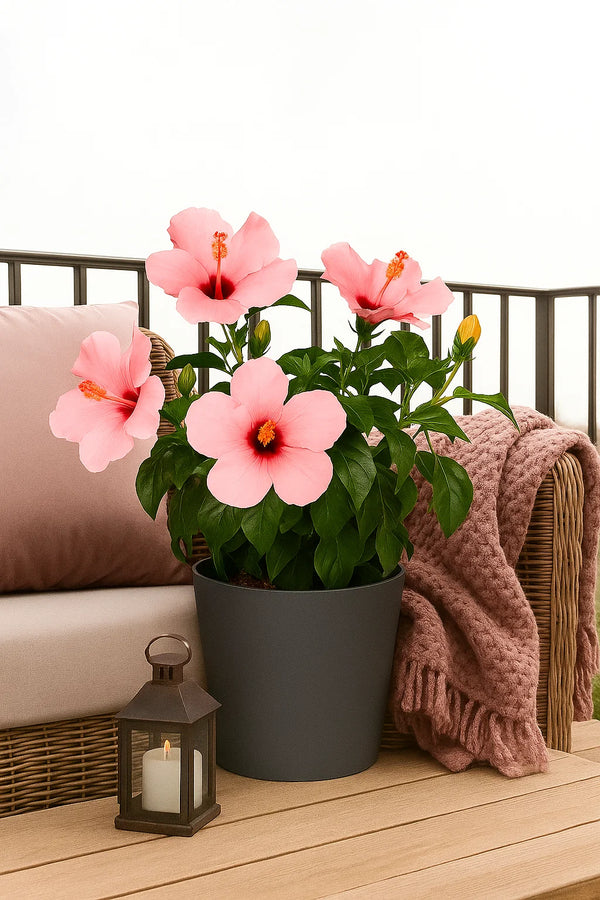 potted hibiscus plant Hibiscus Seminole Pink Bush Reg – ShopTropicals