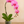 Load image into Gallery viewer, Orchid Phalaenopsis Pink
