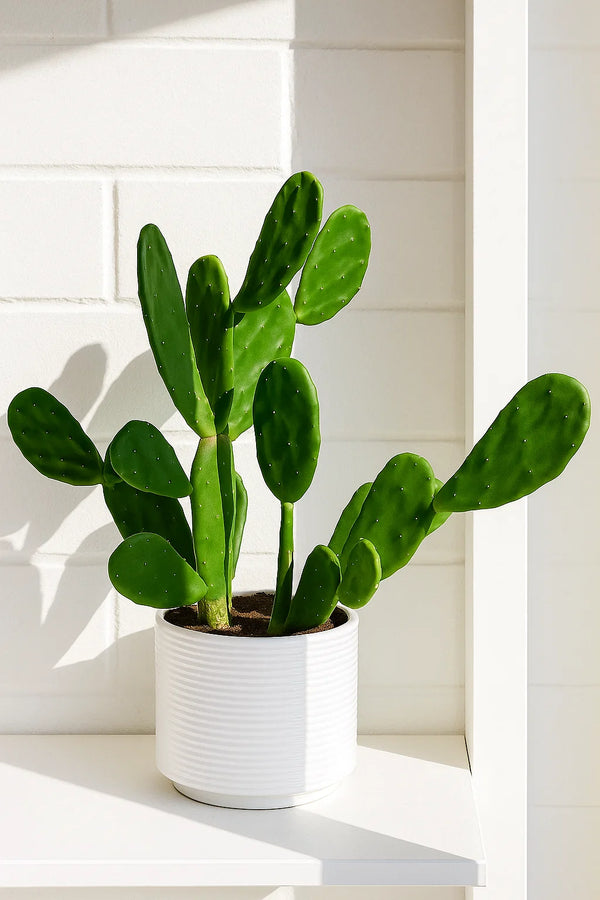 prickly pear cactus indoor plant Cactus Prickly Pear – ShopTropicals