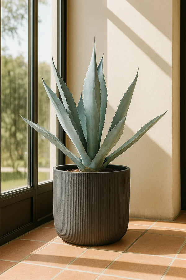 Agave Blue