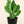 Load image into Gallery viewer, Cactus Prickly Pear Variegated
