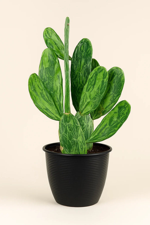 Cactus Prickly Pear Variegated