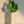 Load image into Gallery viewer, Cactus Prickly Pear Variegated
