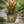 Load image into Gallery viewer, Cordyline Harlequin
