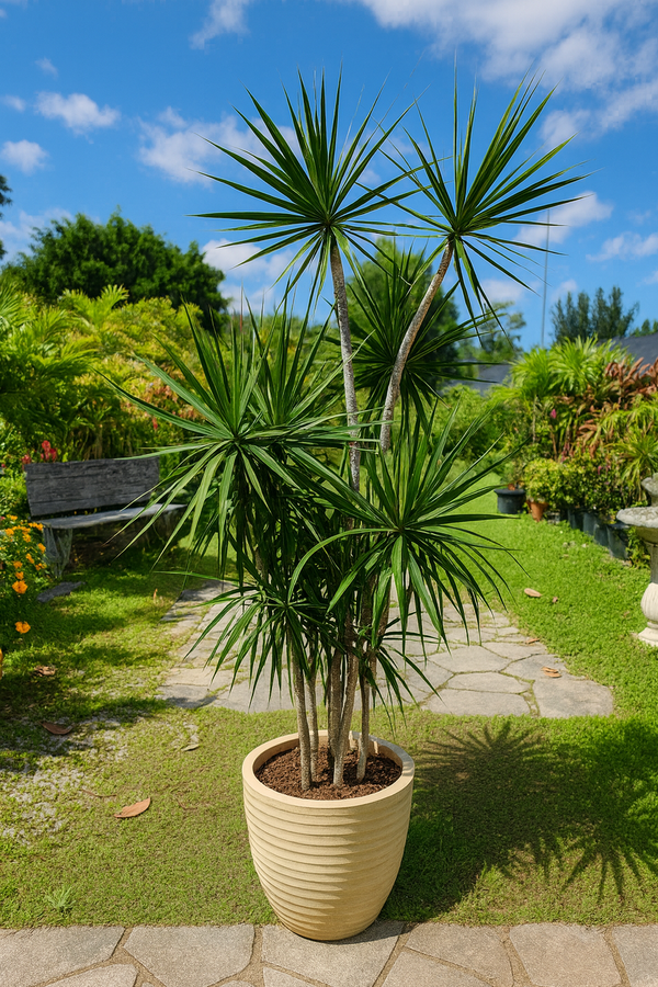 dracaena chat Dracaena Marginata Staggered – ShopTropicals
