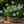 Load image into Gallery viewer, Plumbago Imperial Blue

