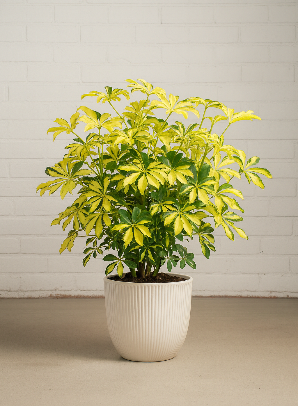Schefflera Arboricola Trinette – ShopTropicals