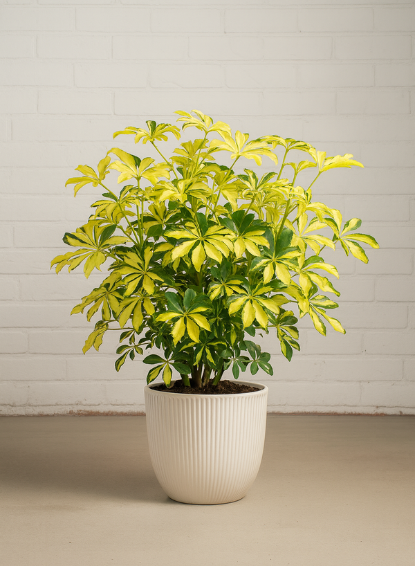 arboricola schefflera Schefflera Arboricola Trinette – ShopTropicals