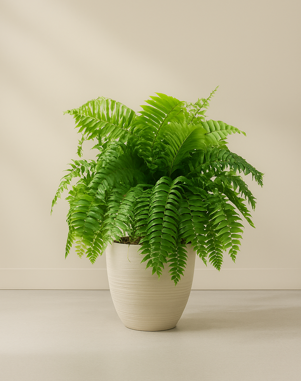 Fern Macho
