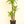Load image into Gallery viewer, Dracaena Mass Cane
