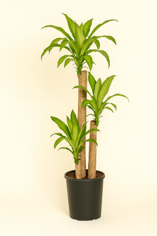 Dracaena Mass Cane