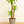 Load image into Gallery viewer, Dracaena Mass Cane
