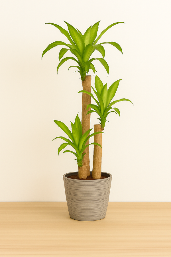 Dracaena Mass Cane