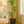 Load image into Gallery viewer, Dracaena Mass Cane
