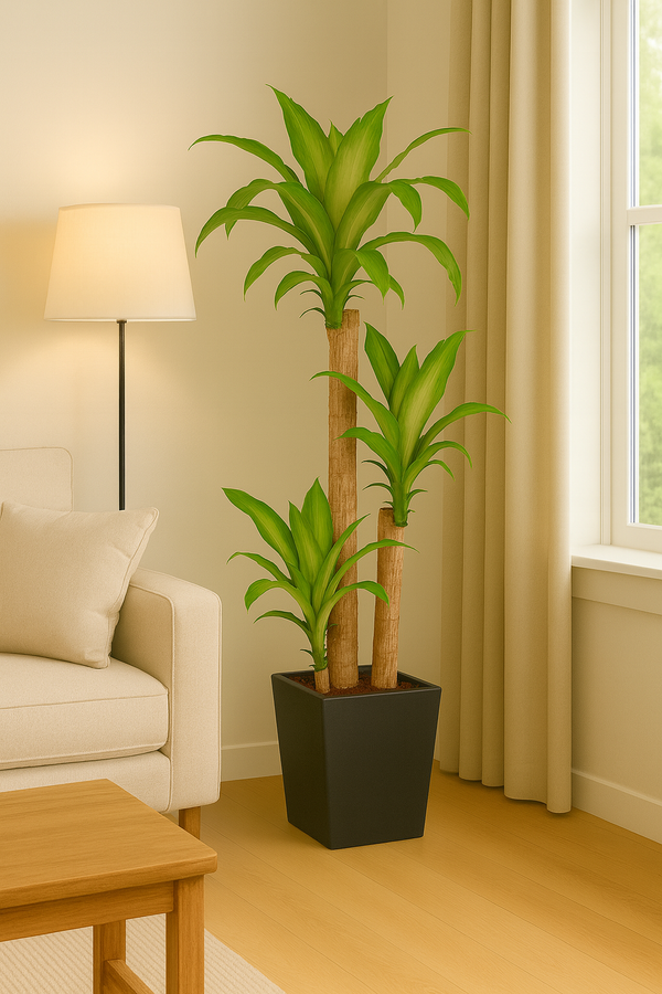 Dracaena Mass Cane
