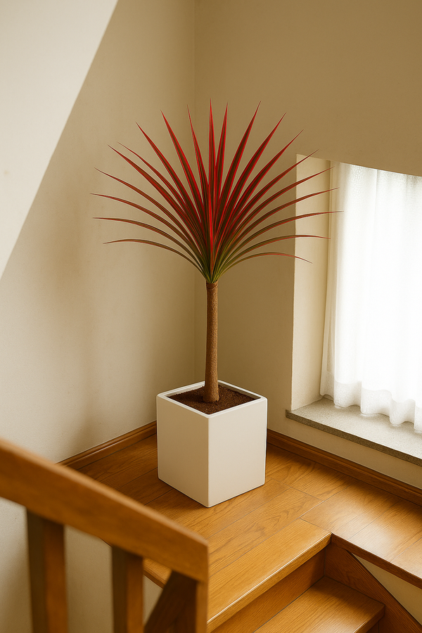 Dracaena Colorama Red