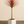 Load image into Gallery viewer, Dracaena Colorama Red
