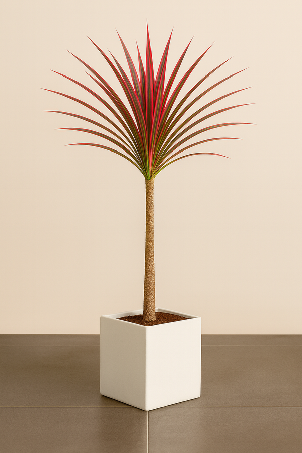 Dracaena Colorama Red