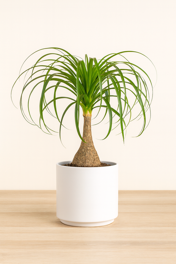 Palm Beaucarnea Ponytail