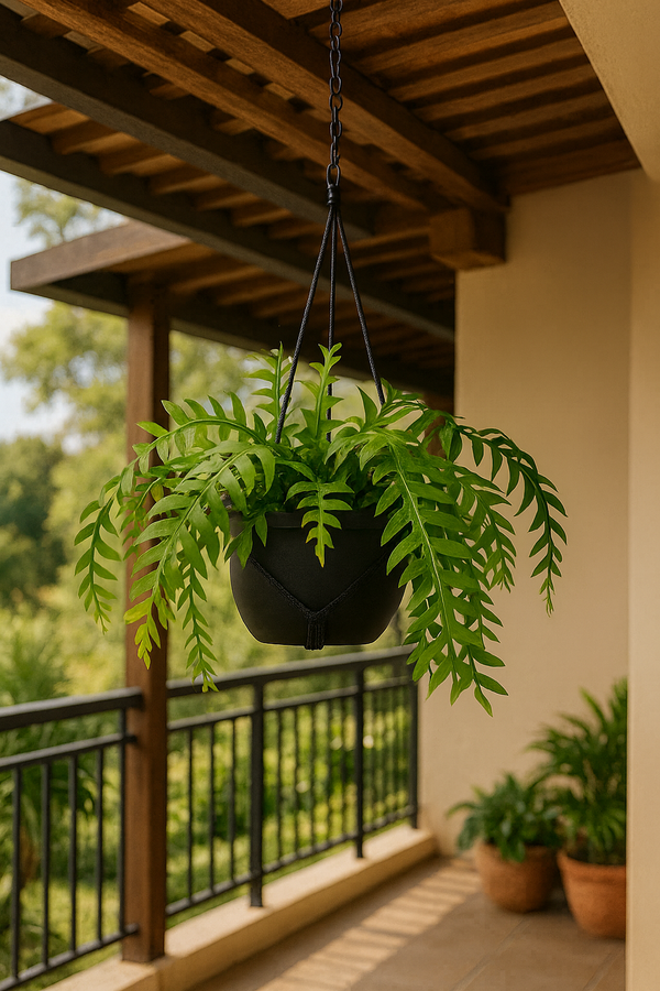 Cactus Fern Leaf In A Hanging Basket