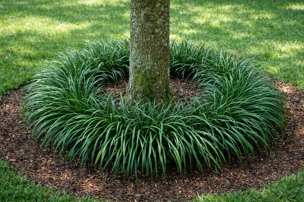 Grass Mondo Dwarf Or Regular