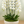 Load image into Gallery viewer, Orchid Phalaenopsis White

