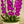 Load image into Gallery viewer, Orchid Phalaenopsis Purple
